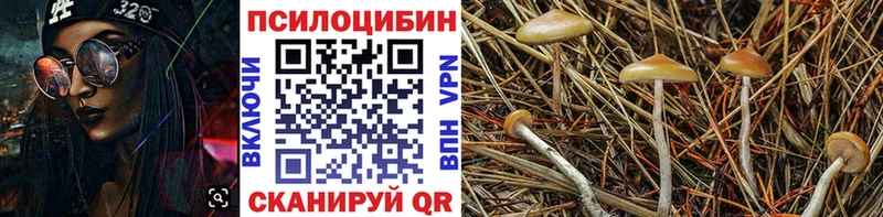 Псилоцибиновые грибы Psilocybe  наркотики  mega ссылка  Ладушкин 